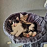 cat, kittens, two_cats, kitten, feline, pet, sleeping, cuddling, fluffy, fur, whiskers, ears, paws, pink_nose, cat_bed, plush, cozy, indoor, wall, floor