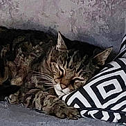 Praline a rejoint le concours — aidez-le/la à gagner de superbes lots ! abyssinian, animal, art, blanket, cat, couch, cushion, egyptiancat, electronics, furniture, homedecor, kitten, manx, ocelot, painting, person, pet, sleeping, tiger