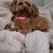Annie is registered to the contest to win money with this photo: dog, brown_dog, pet, collar, pink_collar, blanket, cozy, fur, cute, animal, domestic_animal, resting, indoor, soft_texture, relaxed, companion, small_dog, fluffy, portrait, furry
