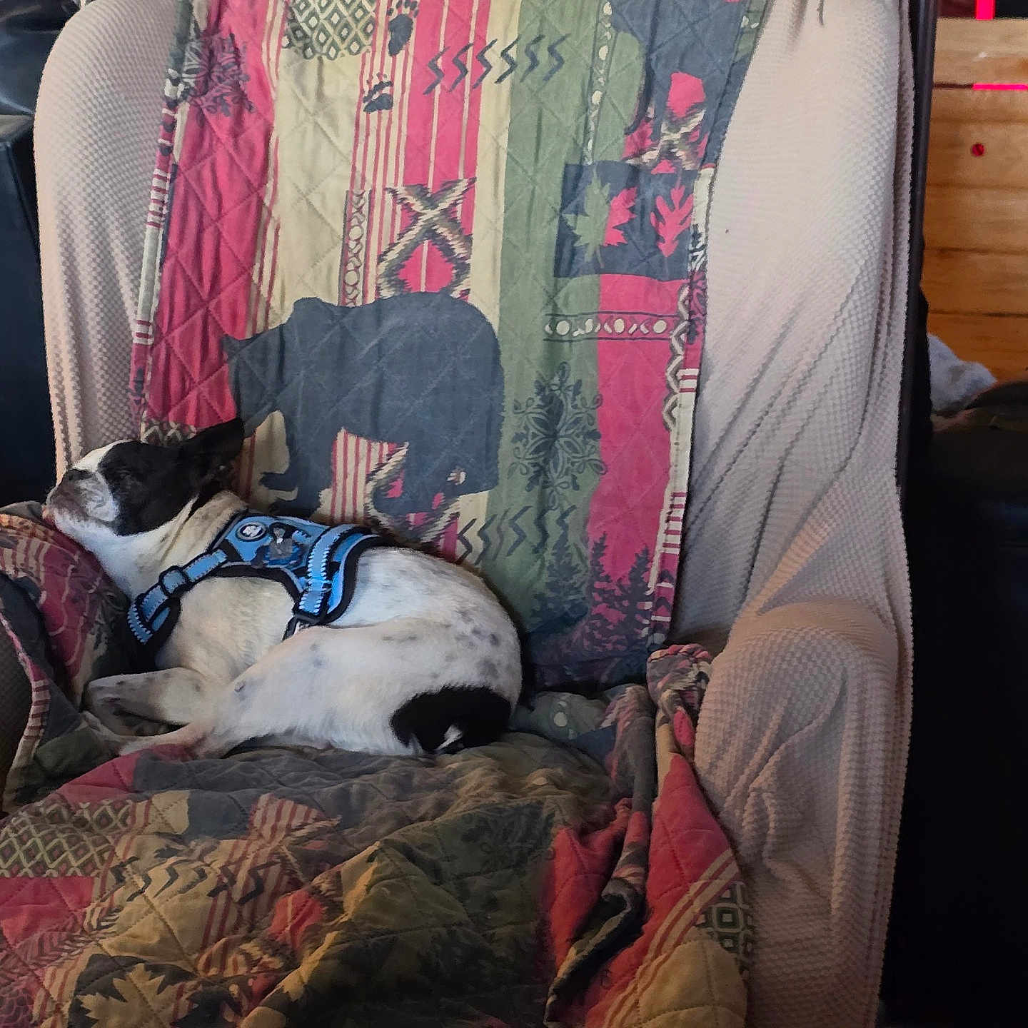Splash is registered to the contest to win money with this photo: armchair, black_and_white, blue_harness, canine, comfort, cozy, dog, furniture, home, indoor, leisure, nap, patterned_blanket, pet, quiet, quilt, relaxation, resting, sleeping, wooden_wall
