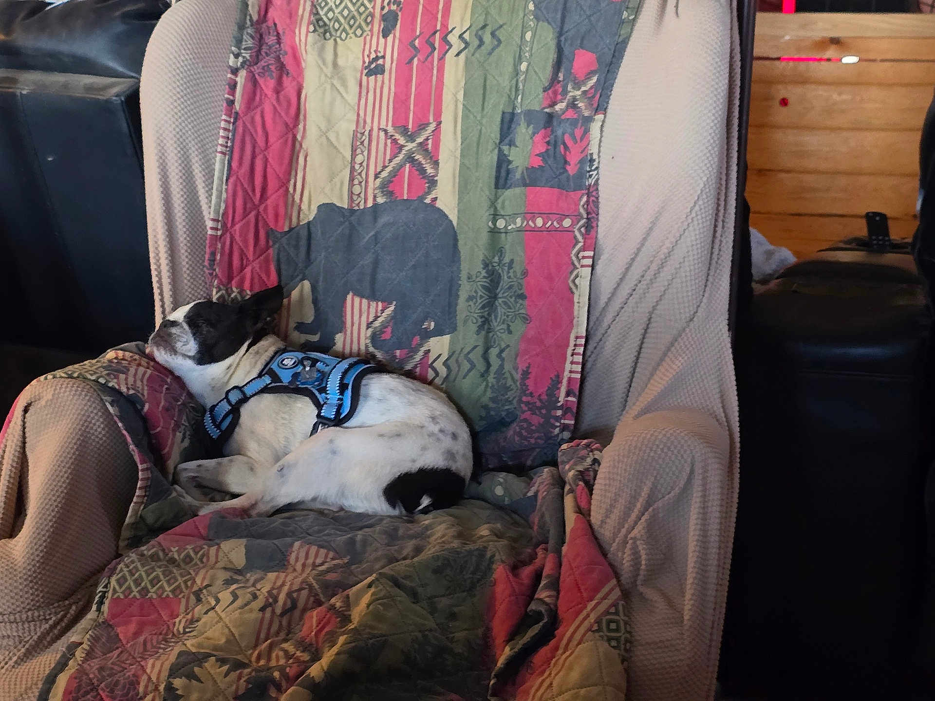Splash is registered to the contest to win money with this photo: dog, sleeping, armchair, quilt, blue_harness, black_and_white, indoor, cozy, furniture, patterned_blanket, resting, pet, canine, quiet, relaxation, home, wooden_wall, leisure, comfort, nap