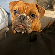 Rolly is registered to the contest to win money with this photo: dog, bulldog, boxer, pet, close_up, indoor, couch, crate, nose, puppy_eyes, wrinkled_face, brown_fur, black_fur, muzzle, whiskers, tongue, portrait, curious, domestic_animal, companion