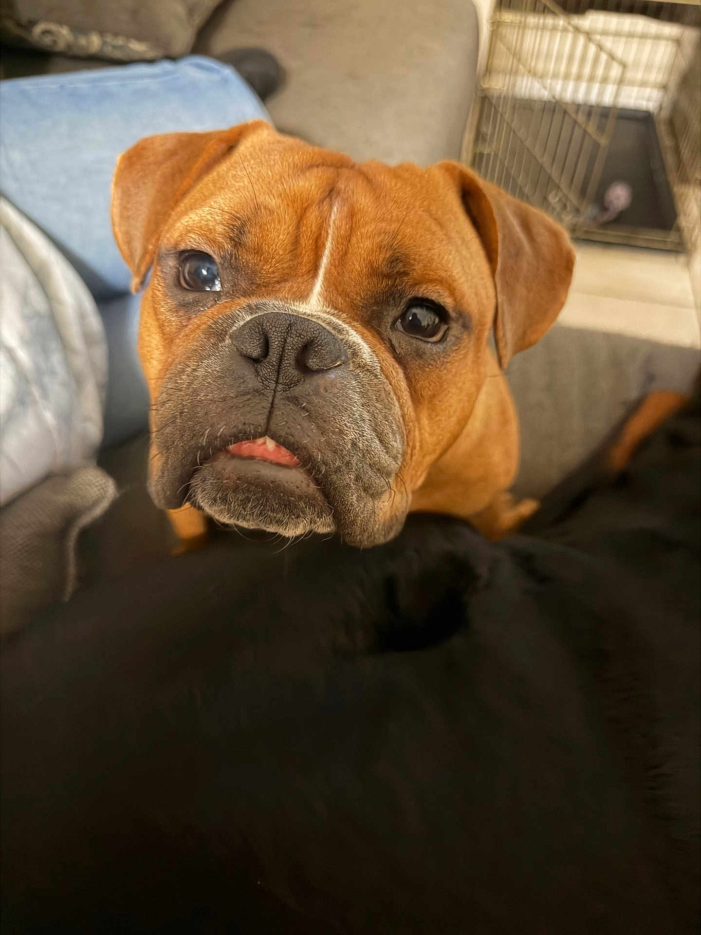 Rolly is registered to the contest to win money with this photo: dog, bulldog, boxer, pet, close_up, indoor, couch, crate, nose, puppy_eyes, wrinkled_face, brown_fur, black_fur, muzzle, whiskers, tongue, portrait, curious, domestic_animal, companion