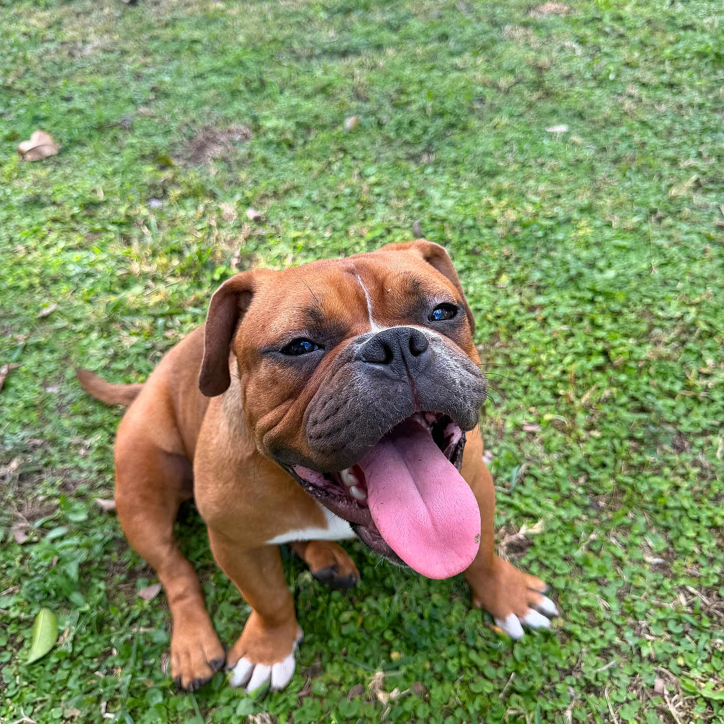 Rolly joined the competition — help win amazing prizes! animal, brown_coat, bulldog, close_up, dog, grass, happy, muzzle, nose, outdoor, panting, paws, pet, playful, portrait, sitting, smile, tongue_out, white_paws, wrinkled_face