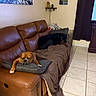 Rolly is registered to the contest to win money with this photo: blanket, boxer, brown_sofa, cozy, curtain, dog, furniture, indoor, living_room, painting, pet, pillow, relaxed, rottweiler, shelf, sleeping, stuffed_toy, tile_floor, two_dogs, wall_art