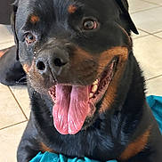 Grimace is registered to the contest to win money with this photo: dog, rottweiler, tongue_out, panting, close_up, pet, indoor, tile_floor, blue_blanket, drooling, happy, portrait, black_fur, brown_markings, snout, teeth, eyes, playful, large_breed, companion_animal