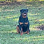 Grimace is registered to the contest to win money with this photo: dog, rottweiler, canine, pet, sitting, grass, lawn, outdoor, tree, trunk, collar, chain_collar, tongue, happy, portrait, muzzle, paws, sunlight, autumn_leaves, guard_dog