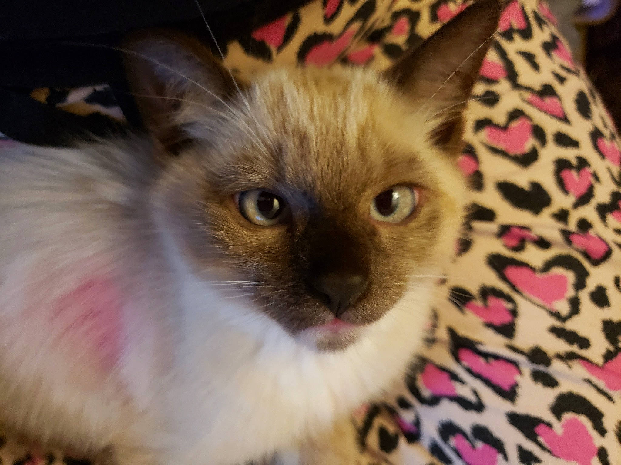 Quizy joined the competition — help win amazing prizes! balinese, birman, carnivore, cat, domestic_short_haired_cat, eye, eyelash, fawn, felidae, fur, pet_supply, siamese, small_to_medium_sized_cats, snout, terrestrial_animal, whiskers, wildlife