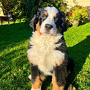 Aivy a rejoint le concours — aidez-le/la à gagner de superbes lots ! dog, puppy, bernese_mountain_dog, grass, garden, outdoor, sunlight, greenery, bushes, flower_pot, wall, pet, animal, fur, cute, young_dog, nature, daylight, portrait, canine