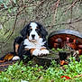 animal, autumn_leaves, bernese_mountain_dog, canine, cute, dog, fluffy, fur, garden_light, grass, greenery, moss, nature, outdoor, pet, plants, puppy, relaxed, rusty_wheel, tree_stump