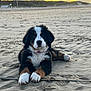 adorable, animal, beach, bernese_mountain_dog, clouds, collar, cute, dog, fur, landscape, lying_down, mammal, nature, outdoor, pet, puppy, sand, sky, sunset, young