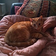 Tourteau a rejoint le concours — aidez-le/la à gagner de superbes lots ! animal, blanket, cat, cat_tree, comfort, couch, cozy, domestic, feline, fur, home, indoor, orange_tabby, patterned_pillow, pet, pillow, relaxation, resting, soft, warm_lighting