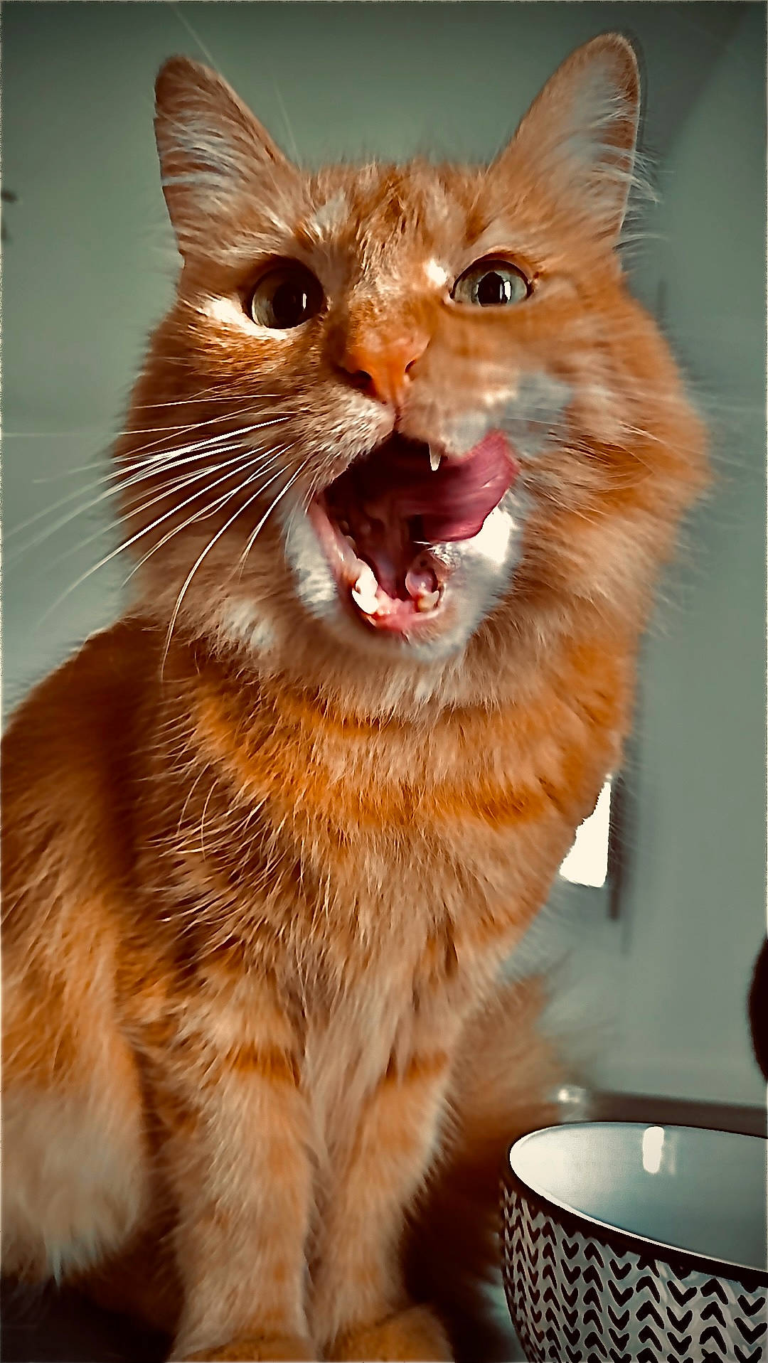 Roucky a rejoint le concours — aidez-le/la à gagner de superbes lots ! carnivore, cat, claw, domestic_short_haired_cat, fang, fawn, felidae, fur, iris, paw, peach, small_to_medium_sized_cats, snout, tail, terrestrial_animal, whiskers, window