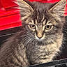 cat, kitten, tabby, animal, pet, fur, whiskers, ears, eyes, black_container, red_background, curious, cute, young, small, indoor, closeup, portrait, feline, mammal