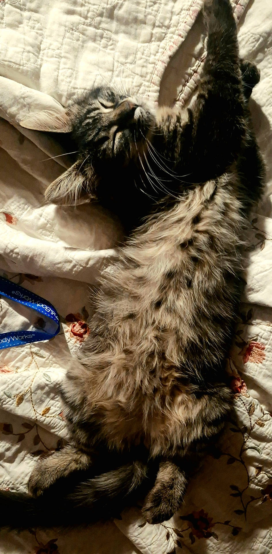 Reynà is registered to the contest to win money with this photo: animal, bed, cat, comfort, cozy, cute, feline, fluffy, fur, home, indoor, nap, pet, quilt, relaxed, resting, sleeping, sunlight, tabby, whiskers