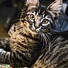 Reynà is registered to the contest to win money with this photo: cat, tabby_cat, animal, pet, indoor, yellow_eyes, whiskers, fur, striped, curious, shoe, flamingo_pattern, colorful, closeup, portrait, relaxed, lying_down, mammal, cute, domestic_animal