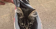 Reynà is registered to the contest to win money with this photo: kitten, cat, bag, hand, indoor, concrete_floor, curious, pet, tabby, ears, eyes, fabric, zipper, pattern, small_bag, holding, closeup, cute, animal, exploration