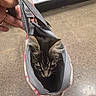 kitten, cat, bag, hand, indoor, concrete_floor, curious, pet, tabby, ears, eyes, fabric, zipper, pattern, small_bag, holding, closeup, cute, animal, exploration