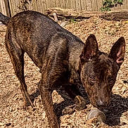 Deuce And Duke is registered to the contest to win money with this photo: dog, brindle, outdoor, wood_chips, fence, ears_up, curious, pet, animal, canine, brown, snout, tail, playful, daylight, nature, yard, alert, close_up, ground