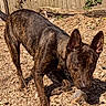 alert, animal, brindle, brown, canine, close_up, curious, daylight, dog, ears_up, fence, ground, nature, outdoor, pet, playful, snout, tail, wood_chips, yard