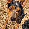 Deuce And Duke joined the competition — help win amazing prizes! dog, animal, pet, ears, fur, brown, black, outdoor, wood_chips, sunlight, close_up, canine, looking_up, lying_down, nature, daylight, muzzle, paw, snout, alert