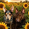 Deuce And Duke is registered to the contest to win money with this photo: dog, sunflower, field, nature, outdoor, sunset, animal, pet, ears, brown, black, yellow, green, flora, canine, portrait, summer, bright, sunlight, garden