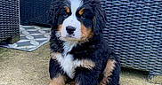Balou a rejoint le concours — aidez-le/la à gagner de superbes lots ! bernese_mountain_dog, puppy, dog, outdoor, patio, wicker_furniture, curious, fluffy, black_fur, white_fur, brown_fur, sitting, young_dog, greenery, concrete, pet, cute, animal, small_dog, fur