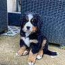 bernese_mountain_dog, puppy, dog, outdoor, patio, wicker_furniture, curious, fluffy, black_fur, white_fur, brown_fur, sitting, young_dog, greenery, concrete, pet, cute, animal, small_dog, fur