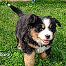 Balou a rejoint le concours — aidez-le/la à gagner de superbes lots ! puppy, bernese_mountain_dog, dog, grass, outdoor, pet, cute, playful, fur, black, brown, white, animal, young, happy, running, nature, canine, tongue_out, adorable