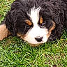 puppy, dog, bernese_mountain_dog, grass, outdoor, curly_fur, black_fur, white_fur, brown_fur, cute, animal, pet, lying_down, young, fluffy, nature, mammal, close_up, adorable, sleepy