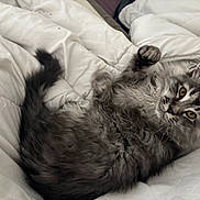 Kovu a rejoint le concours — aidez-le/la à gagner de superbes lots ! animal, bed, blanket, cat, cozy, cute, ears, fluffy, fur, gray_cat, indoor, kitten, paw, pet, relaxed, resting, sleepy, whiskers, white_blanket, young_cat