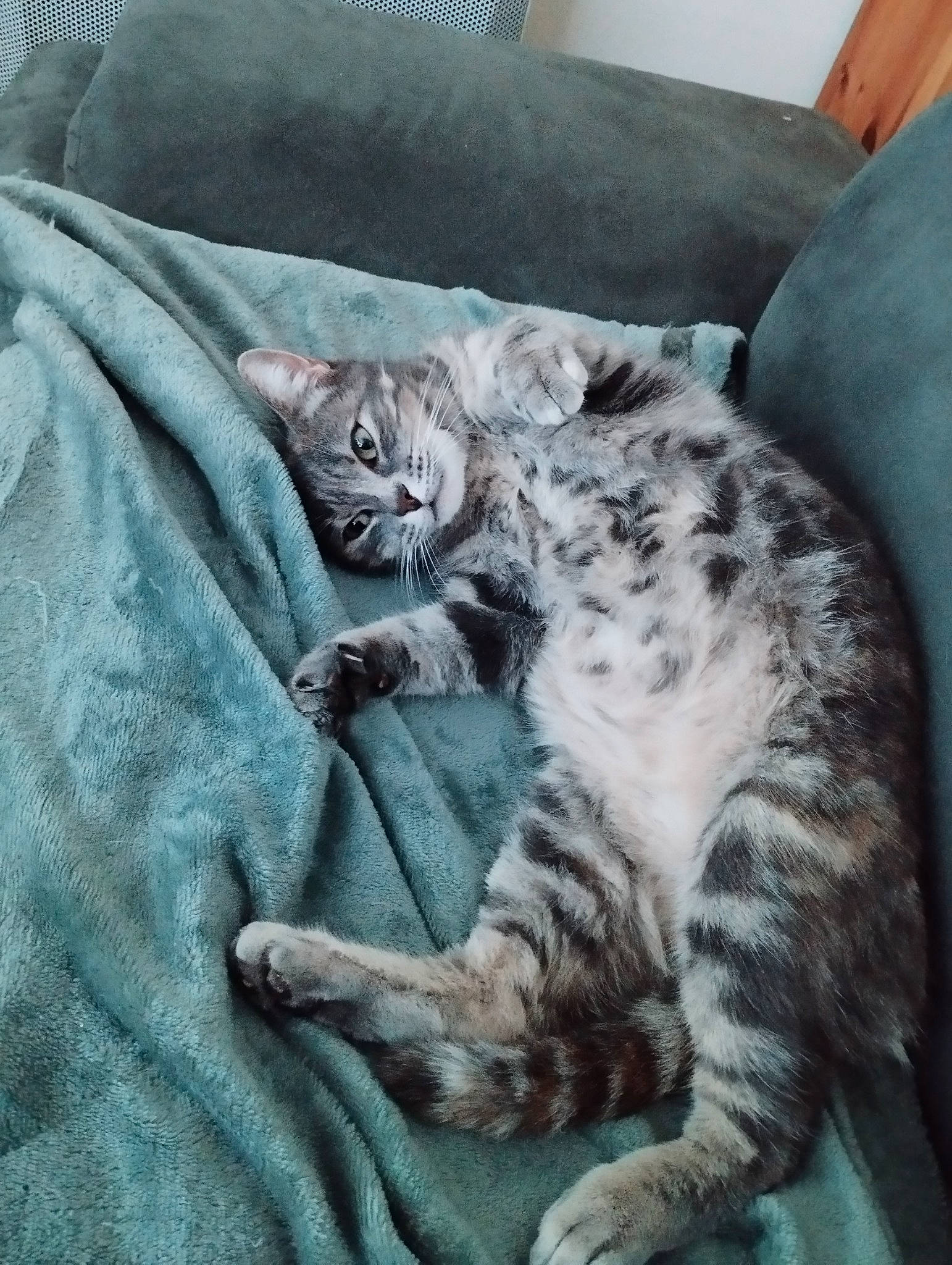 Nhala a rejoint le concours — aidez-le/la à gagner de superbes lots ! bed, bedding, carnivore, cat, comfort, couch, domestic_short_haired_cat, felidae, fur, grey, linens, metal, nap, paw, sleeve, small_to_medium_sized_cats, tail, terrestrial_animal, whiskers