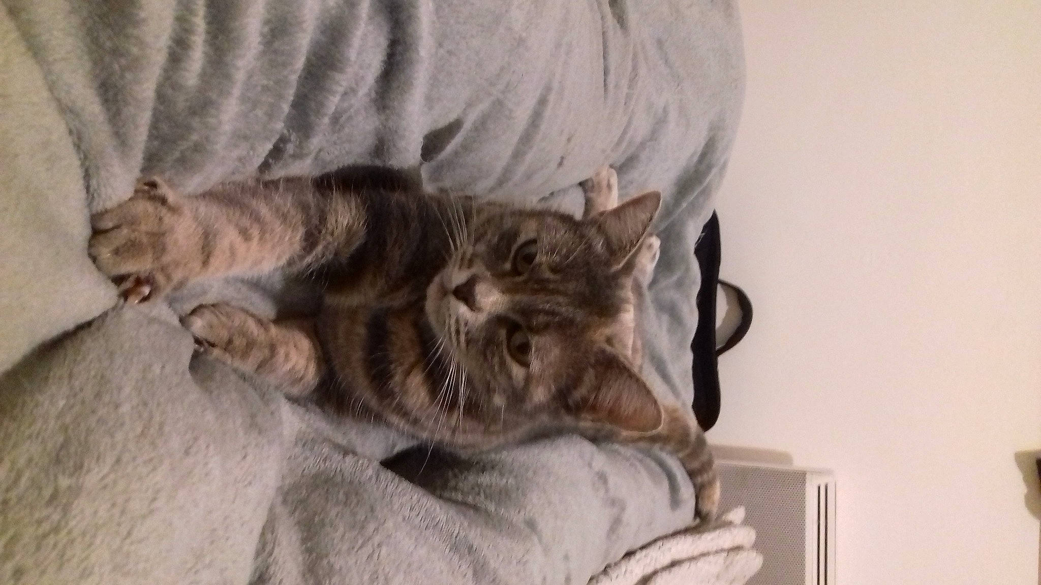 Nhala a rejoint le concours — aidez-le/la à gagner de superbes lots ! carnivore, cat, claw, comfort, domestic_short_haired_cat, felidae, fur, grey, nap, paw, small_to_medium_sized_cats, tail, whiskers