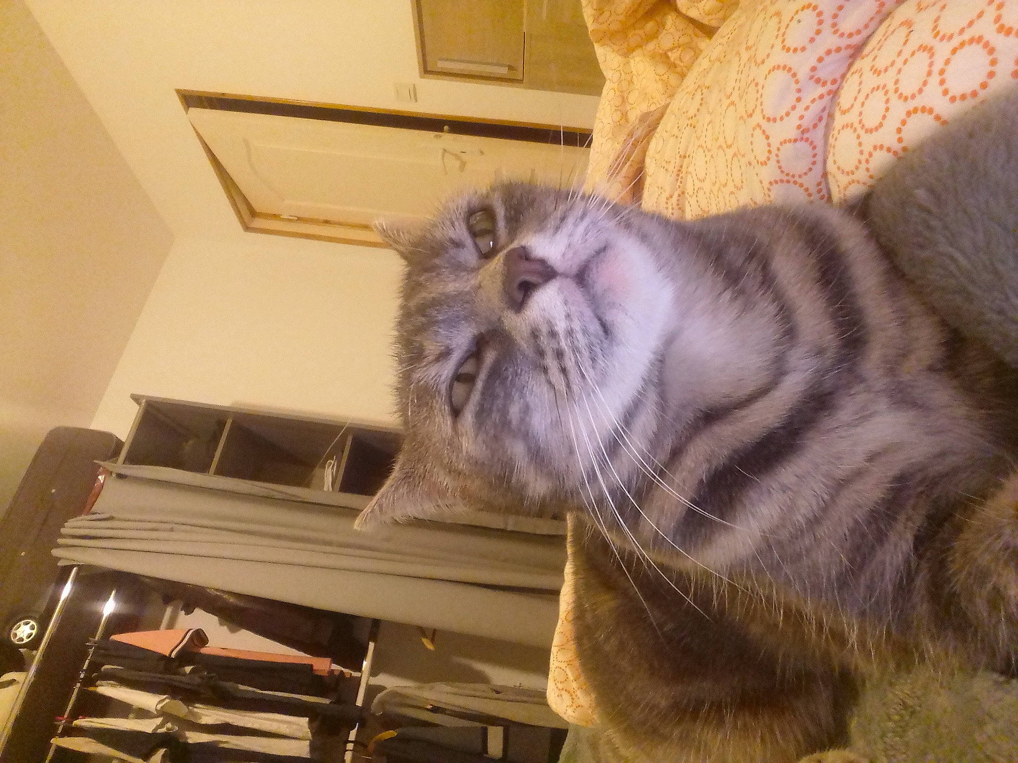 Nhala a rejoint le concours — aidez-le/la à gagner de superbes lots ! carnivore, cat, claw, comfort, domestic_short_haired_cat, felidae, flooring, fur, hardwood, nap, paw, room, sleep, small_to_medium_sized_cats, snout, tail, terrestrial_animal, whiskers, wood, wrinkle