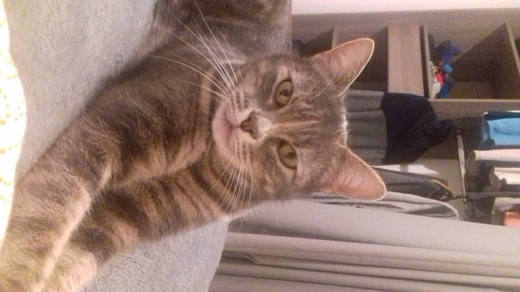 Nhala a rejoint le concours — aidez-le/la à gagner de superbes lots ! carnivore, cat, cat_supply, claw, comfort, domestic_short_haired_cat, felidae, fur, nap, paw, small_to_medium_sized_cats, snout, tail, terrestrial_animal, whiskers