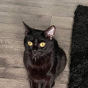 Jade is registered to the contest to win money with this photo: black_cat, cat, pet, animal, indoor, wooden_floor, flooring, fur, whiskers, ears, eyes, sitting, looking_up, feline, domestic_cat, home, black_rug, texture, curious, quiet