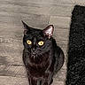 black_cat, cat, pet, animal, indoor, wooden_floor, flooring, fur, whiskers, ears, eyes, sitting, looking_up, feline, domestic_cat, home, black_rug, texture, curious, quiet