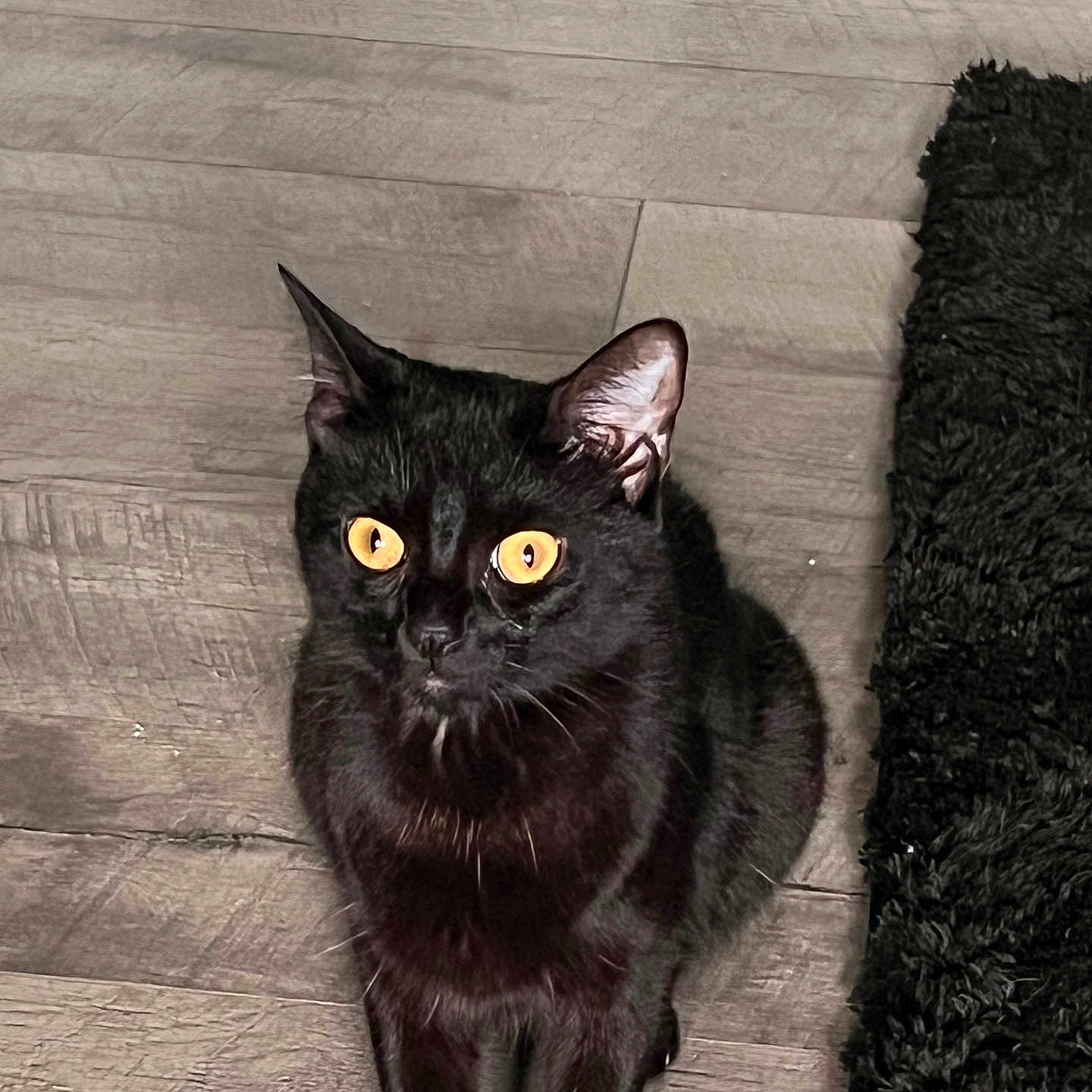 Jade is registered to the contest to win money with this photo: black_cat, cat, pet, animal, indoor, wooden_floor, flooring, fur, whiskers, ears, eyes, sitting, looking_up, feline, domestic_cat, home, black_rug, texture, curious, quiet