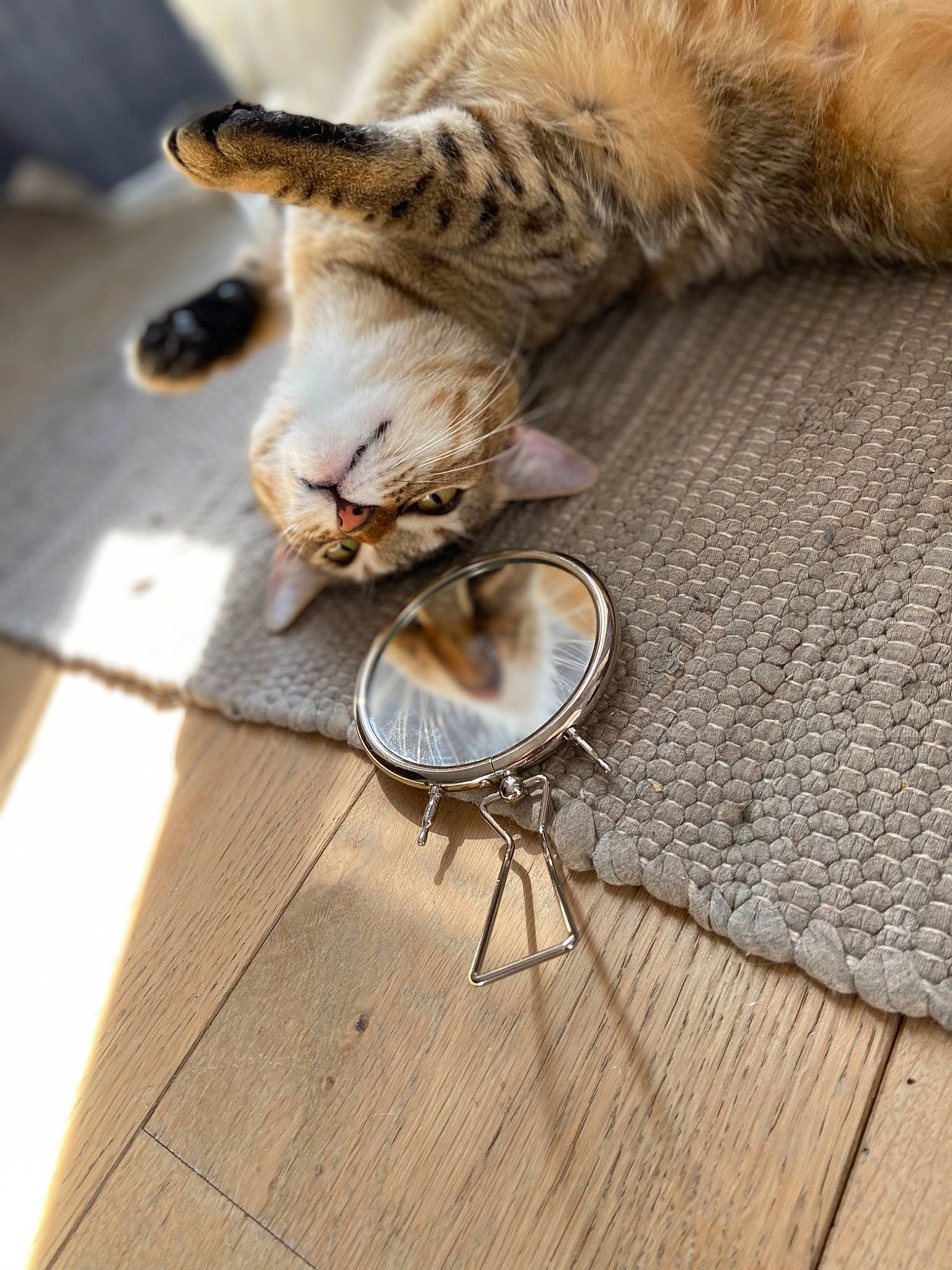 Kannel participe au concours pour gagner de l'argent avec cette photo : carnivore, cat, claw, comfort, domestic_short_haired_cat, eyewear, fawn, felidae, flooring, fur, hardwood, paw, sitting, small_to_medium_sized_cats, snout, tail, terrestrial_animal, whiskers, wood, wood_flooring
