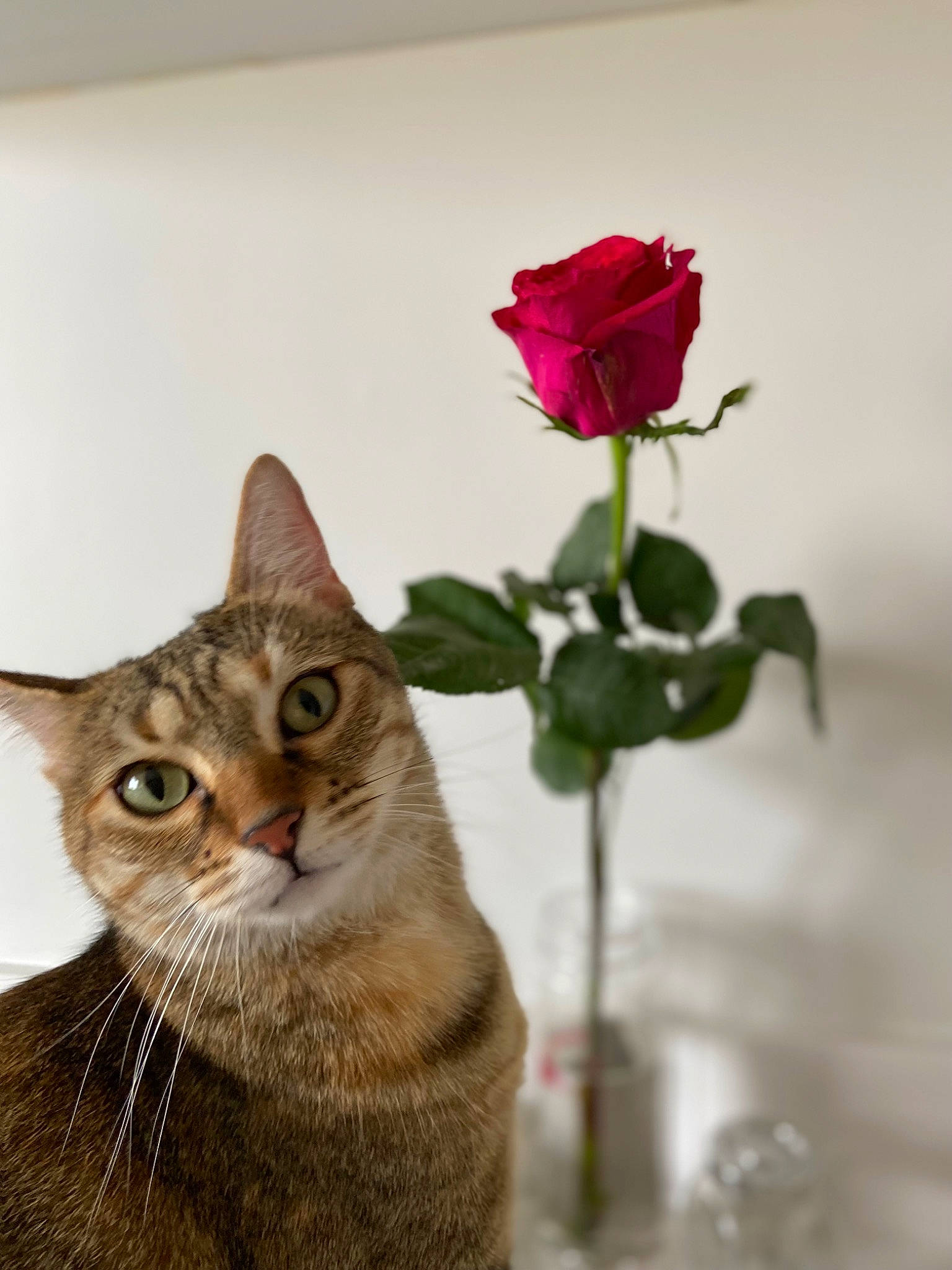 Kannel a rejoint le concours — aidez-le/la à gagner de superbes lots ! art, beauty, carnivore, cat, felidae, flower, flowerpot, houseplant, hybrid_tea_rose, petal, plant, rose, rose_family, rose_order, small_to_medium_sized_cats, snout, tree, whiskers, window, wood