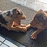 Pixel a rejoint le concours — aidez-le/la à gagner de superbes lots ! puppy, dog, playful, indoor, mat, doorway, tile_floor, brown_puppy, spotted_puppy, pets, animal, young_dog, cute, fur, paw, snout, whiskers, ears, interaction, companions