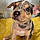 Pixel