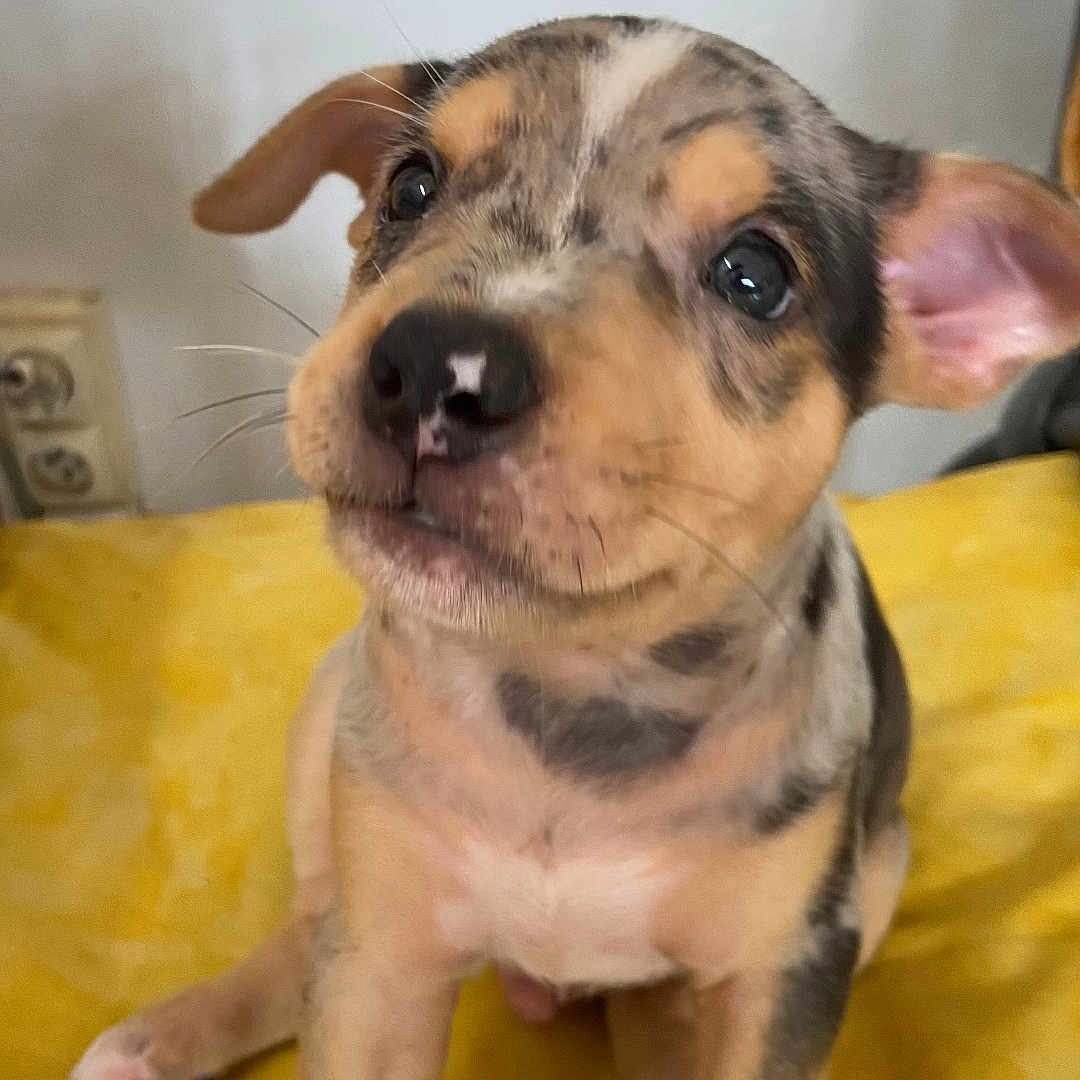 Pixel a rejoint le concours — aidez-le/la à gagner de superbes lots ! puppy, dog, yellow, fur, cute, pet, animal, indoor, sitting, ears, nose, whiskers, young, eyes, spot, adorable, portrait, playful, companion, domestic