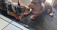 Pixel participe au concours pour gagner de l'argent avec cette photo : puppies, dogs, playful, indoor, mat, floor, brown_dog, spotted_dog, young_animals, pets, close_up, interaction, cute, animal_face, canine, fur, snout, ears, paws, domestic_animal