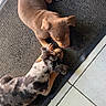 puppy, dog, brown_dog, spotted_dog, floor, doormat, tile, indoor, pet, animal, cute, playing, resting, two_animals, young, furry, snout, ears, legs, tail