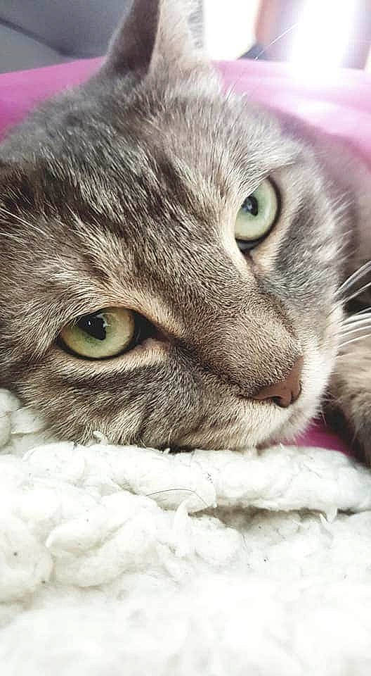 Simba a rejoint le concours — aidez-le/la à gagner de superbes lots ! carnivore, cat, close_up, comfort, domestic_short_haired_cat, ear, felidae, fur, grey, head, macro_photography, mammal, paw, small_to_medium_sized_cats, snout, terrestrial_animal, vertebrate, whiskers, wildlife, wrinkle