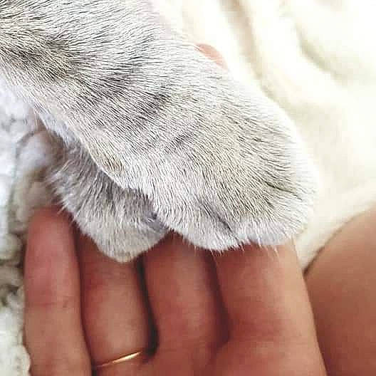 Simba participe au concours pour gagner de l'argent avec cette photo : balance, claw, comfort, finger, foot, fur, fur_clothing, grey, hand, human_leg, nail, paw, small_to_medium_sized_cats, tail, thread, whiskers, wool, woolen