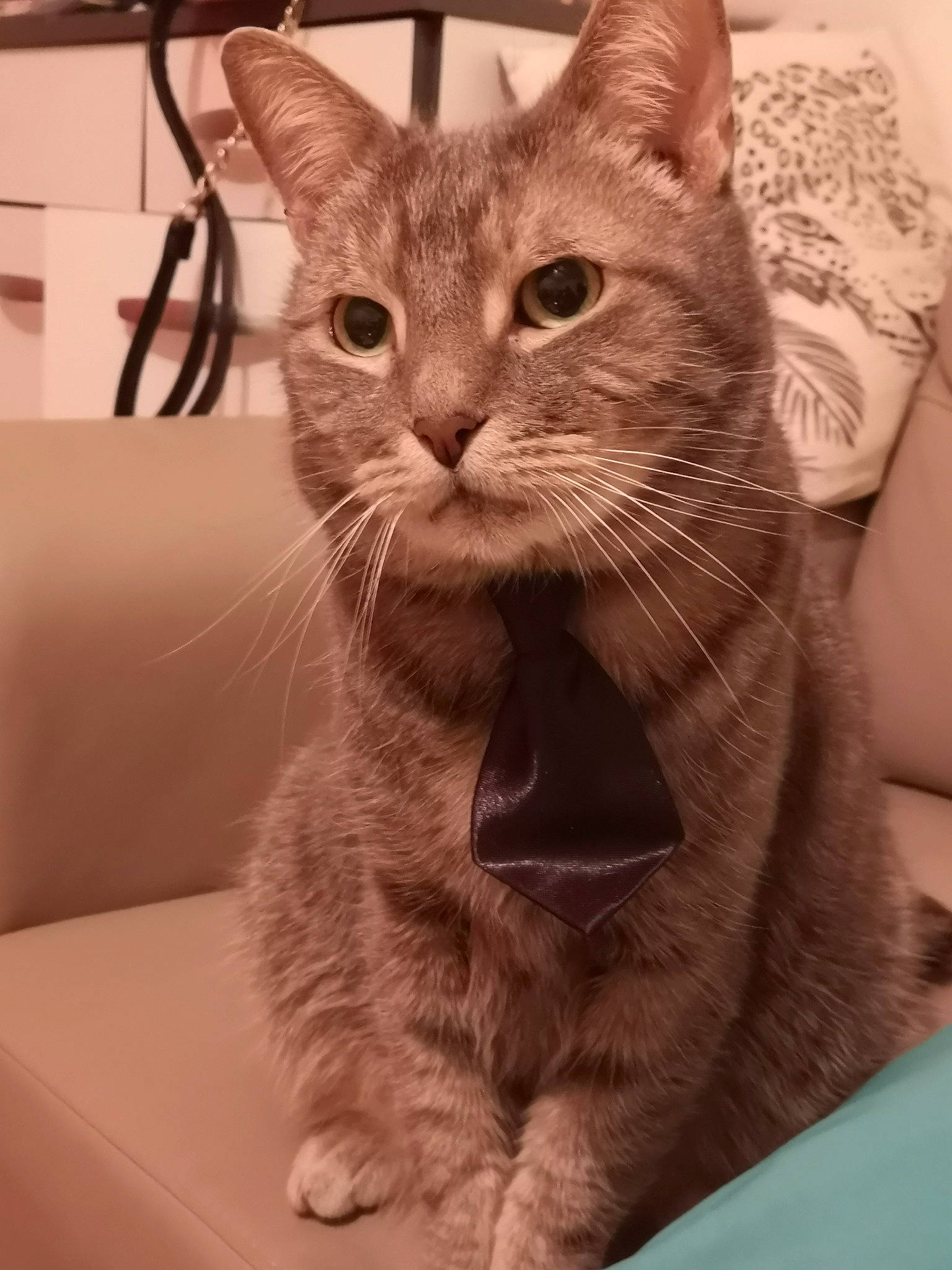 Simba participe au concours pour gagner de l'argent avec cette photo : carnivore, cat, claw, domestic_short_haired_cat, ear, fawn, felidae, fur, gesture, iris, paw, pet_supply, small_to_medium_sized_cats, snout, tail, terrestrial_animal, whiskers, window