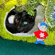 Lizzy joined the competition — help win amazing prizes! cat, black_cat, furry, green_tunnel, plush_toy, mouse_toy, red_sweater, blue_boots, pine_branches, curious, indoor, cozy, pet, animal, close_up, soft_texture, playful, holiday_decor, green_background, cute