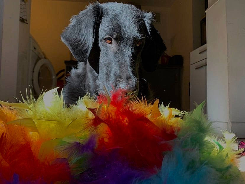 Java participe au concours pour gagner de l'argent avec cette photo : canidae, carnivore, dog, dog_breed, fur, irish_wolfhound, lurcher, mammal, scottish_deerhound, snout, sporting_group, vertebrate